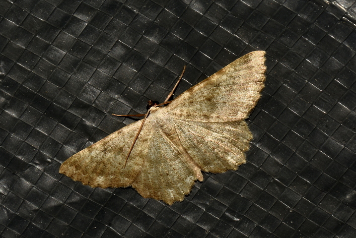 Gnophos  sartata